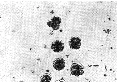 Fig. 5. 4 and 8-ccl! cmbryos 111 M 16 clIlturc medilim. 180x