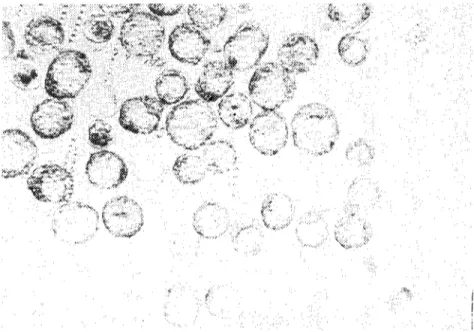 Fig. 7. Hatched blastocysts and the free zona pclucidas. ıaOx