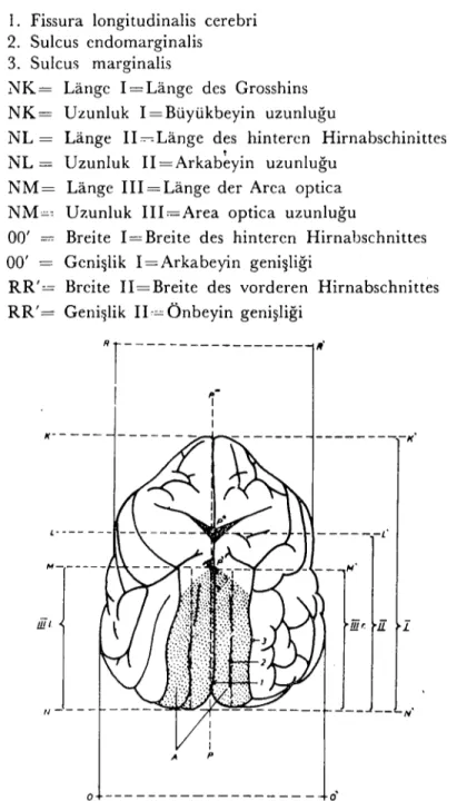 Abb. 1: Schcmatische Darstellung des Gehirns und dcr Messstrecken auf den Projektionen (Dorsalansicht)