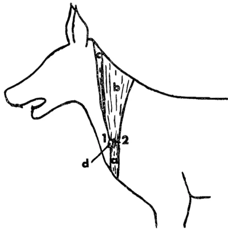 Şekil 4. Köpek: Clavicula ve btmuna ilgili anatomik oluşumların şcmatik görünümü. Abb