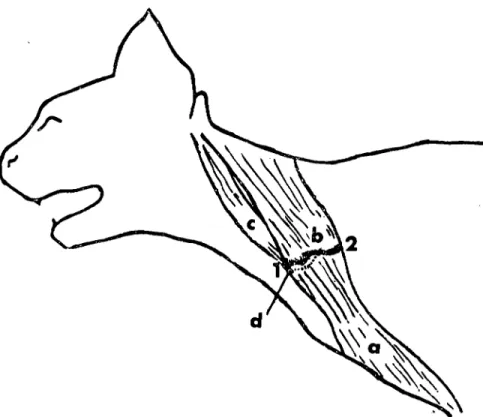 Şekil 5. Kedi: Clavictıla ve btlnunla ilgili anatomik oluşumların şcmatik görünümü. Abb
