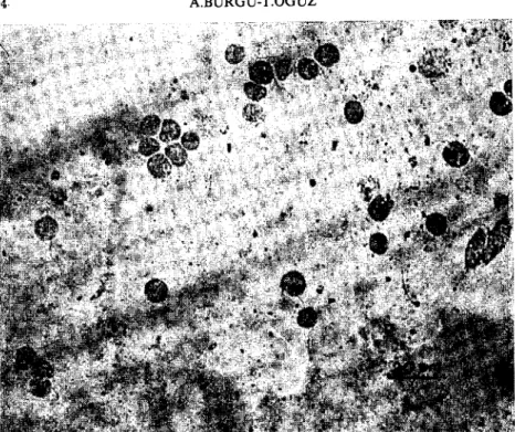 Şekil 3. Serbest, ova! formda C. necatrix'ler. Figure 3. Free-swimming, oval forms of C