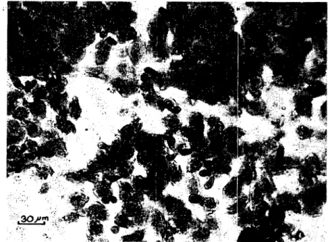 Şekil 4. Deri üzerine tutunmuş C. necatrix'ler. Figure 4. Attachcd forms of C. necatrix on the skin.