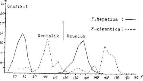 Grafik 1. Adana bölgesi koyunlarında F. hepatica ile F. gigantica yumurta büyük- büyük-lüklerinin karşılaştırılması.