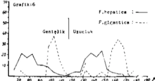 Grafik 7. Her iki bölge koyunlarında F. hepatica ile F. gigantica yumurta büyüklükIerinin karşlIaştırıIması.