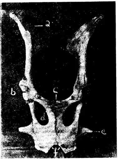 Şekil 4. Yaban koyununda Ossa coxae'nın ventral'den görünüşü.