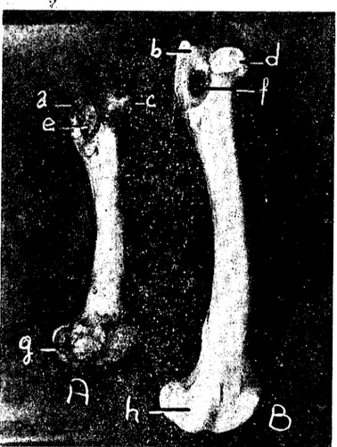 Şekil 5. Femur'un medial'den görünüşü A) Karaman koyunu (Karaman sheep), B) Yaban koyunu (Wild sheep).