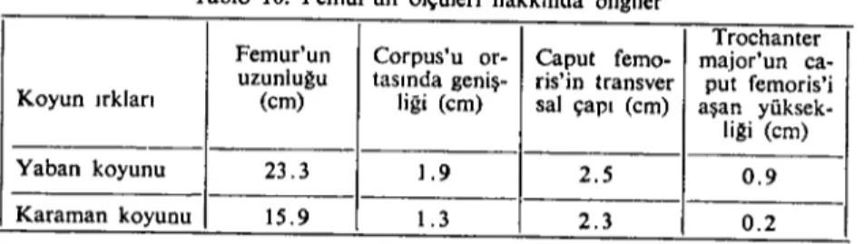 Tablo 10. Femur'un ölçüleri hakkında bilgiler