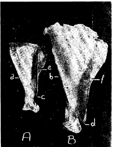 Şekil J. Scapula'nın facies lateralis'den görünüşü A) Karaman koyunu (Karaman sheep), B) Yaban koyunu (Wild sheep).