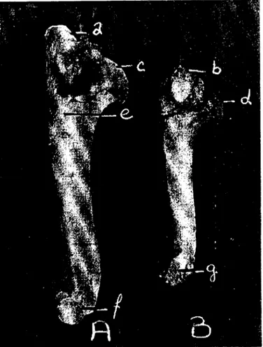 Şekil 2. Humerus'un lateral'den görünüşü. A) Yaban koyunu (Wild sheep), B) Karaman koyunu (Karaman sheep).