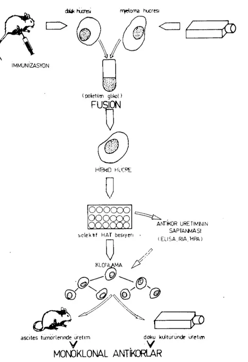 Şekil 2. Monoklonal antikor üretim tekniği. The production of monodonal antihodies.
