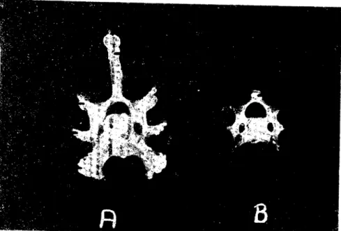 fig: 3--Sixıh ccrvical yertcbra cranial &#34;İc\'\.. a, u-Proc. spinosLls; c,d- Proc. anicularİs &lt;:rani- &lt;:rani-alis; c,f- Proc: