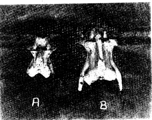 Fig. 2. i\xi" dorsal "icw. ",h-Dens; c,d- Proc. spinosııs; c, f- I'roc. ıran,,'crsııs'ıın caud,ı\