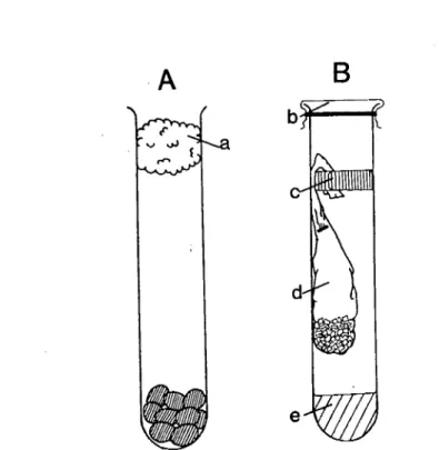 Fig. i. Two methods (A and B) of maintaining devC:loping eggs and larvae. Cotton wool