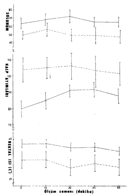 Grafik i: Lumbal Epidural (-) ve Lokal İnfiltrasyon (- - -) anestezilerinin Solunum sayısı, kalp alımları ve rektal ısı üzerine etkileri.