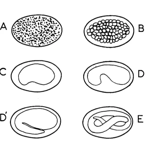Şekil ı: A-Ölü yumurta; 13-:'Iiormal yumurta; C,D ve D'-Gelişmekte olan yumUl'talar; E-İçinde larva gelişmiş yumurta