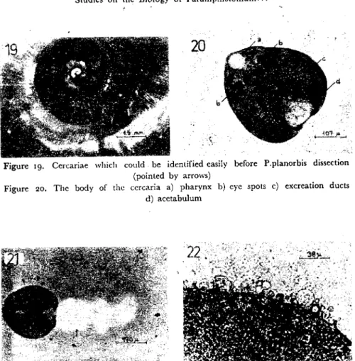 Figure ıg. Cercariae wlıich could. be identified easily before P.planorbis dissection (pointed by arrows)