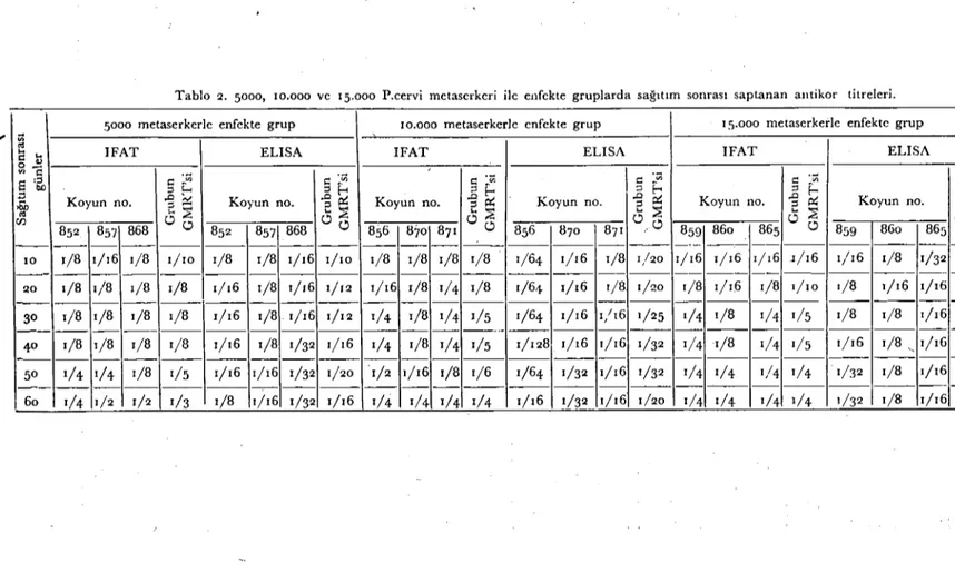 Tablo 2. 5000, 10.000 ve 15.000 P.eervi metaserkerİ ilc enfekte gruplarda sağıtım sonrası saptanan aııtikor titreleri.