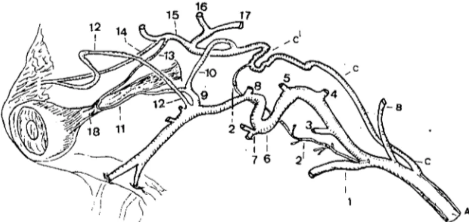 Şekil ı. Köpekte a. carotis interna, oftalmik ve etmoidal anastomosis'lcri (Chez le chien, l'artere carotide interne, ses anastomoses optalmique et ethmoidal) A- A