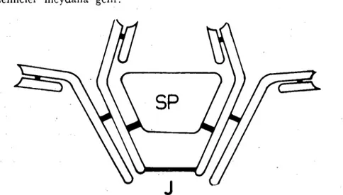 Şekil ı. IgA Yapısı-Aktarım parçası (SP), manamerleri bağlayan polipeptit zinciri (J).