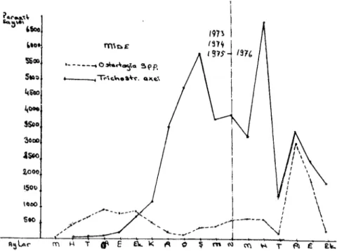 Grafik i. 1973-19i6 yıııarı Ostertagia spp. ve Trichostro!ıgylııs axei. nin ortalama olarak aylık dağılımları