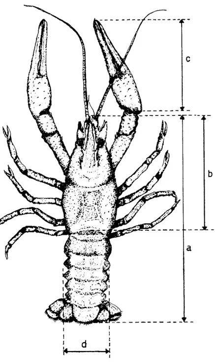 Fig. I. Certain size parameters in crayfish a) total length; b) carapace length; c) propodus