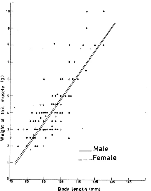 Fig. 7. The relatian between bady length and tail muscle weight.