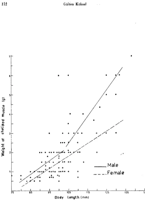 Fig. 8. The relation between body Iength and cheIiped muscle weight \propodite, carpopo-