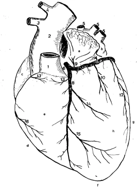 Şekil i: ı- Köpeğin kalp damarları :l- Aurieula sinisıra