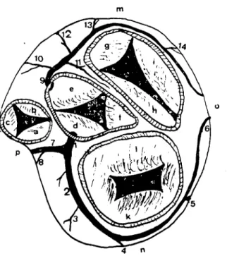 Şekil 4:-Köpek kalbinin koroner arterleri ve ventriculus'ların kaidesindeki delik1cr (Ori- (Ori-fices de la base des ventricules et les arteres coronaİres du coeur de chien) a-Valvula semilunaris sinistra, b-Valvula semilunaris dextra, c-Valvula semilunari