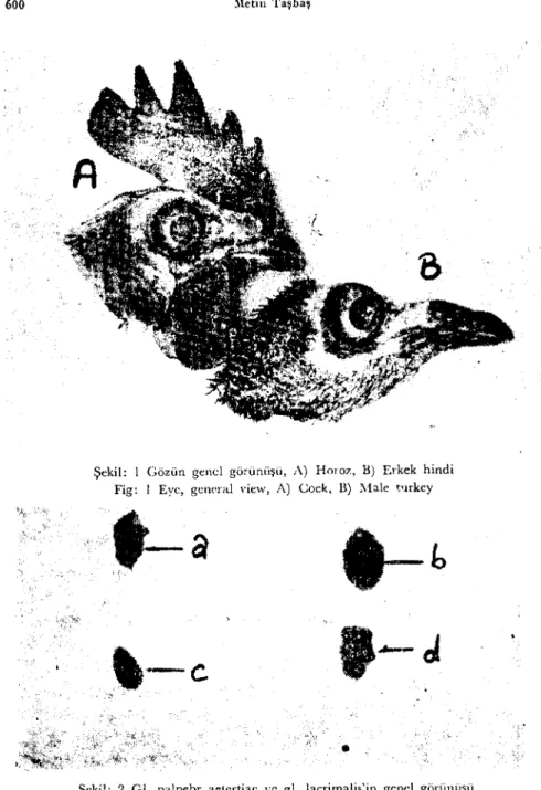 Fig: 2 Glanel of third cyclid and laerimal gland, general view.