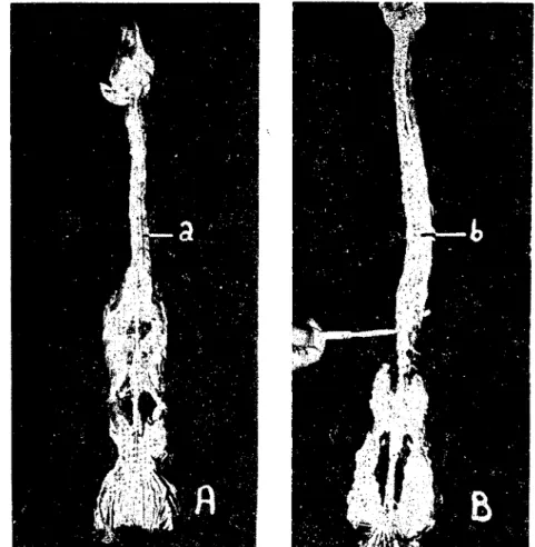 Fig: 1 The spinal cord of cock (A) and male turkey (B) in situ, general view. a. b) MeduUn spinalis