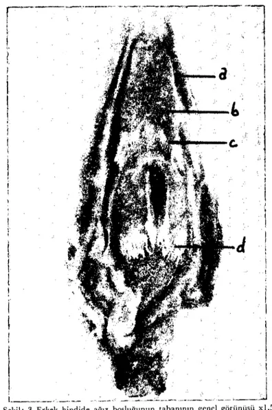 Fig: 3 The floor of the mouth of malc turkey, general vİew.