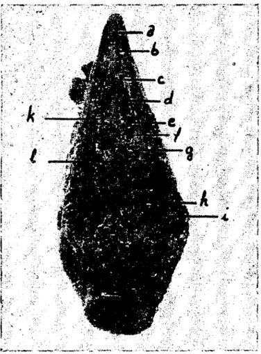 Fig: 5 The palate of hen, geııeral vicw.