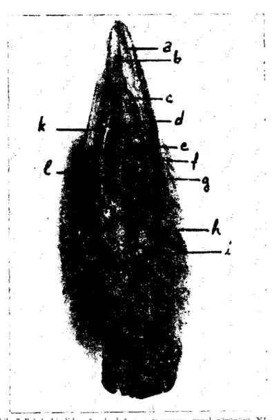 Fig: 7 The pa!ate of malc tmkey, general view.