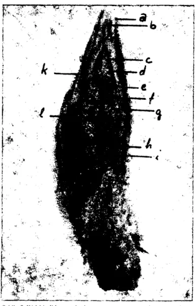 Fig: 8 The palate of female turkey, general ,-icw.