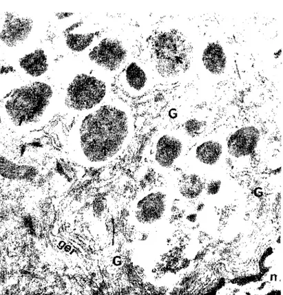 Fig: 5 An enteroclıromaffin cell boıh wiıh a specially well-developed Golgi apparatus (G) and an abundant of granulated endoplasmie reticulum, n) nucleus, arrows) denser 