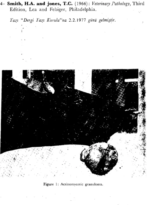 Figure I: Actinoınycoıic granuloma.