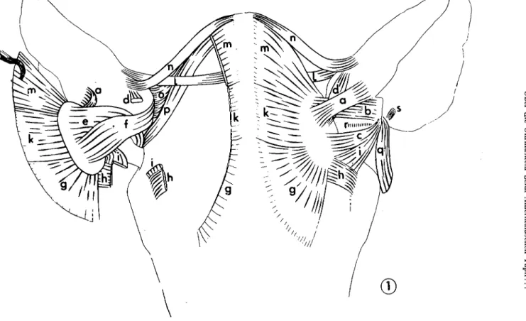 Abb. i: Rostrodorsalansicht der Ohrmuskulatur des Amerikanischen Tapirs. Rechte Ohrmuschcl nach kaudal gcdreht, rcchtcs Schildchen nach lateral geklappt