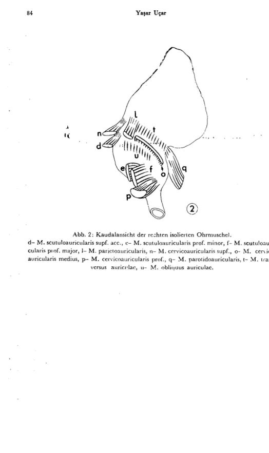 Abb. 2: Kaudalansieht der ı-c~hten isolierten OhrmuseheL.