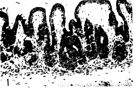 Şekil ı. Fundus bölgesi (sığır fötllsu 48 cm'lik). 'Yıiz&#34;y ve foveola epiteıı,,.-; ilc funclus bezlerinin tamamı müköz karakter göstermektedir