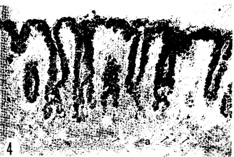 Şekil 4.. Fundus bölgesi (keçi fötusu 50 cm'lik). Fundus bezlerinin corpus kısımlar! (oklar) dışındaki bütün örtü ve bez epitelieri asit mukopolisakkarit karakterinde
