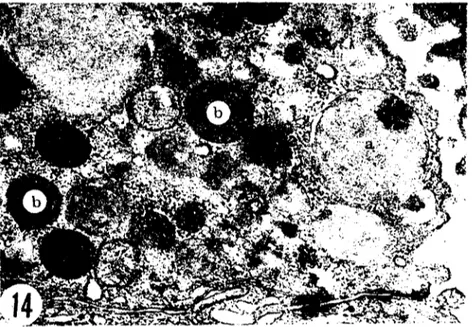 Fig. 13. Foveolar cells in the pyloric region of a 34-day-old lamb that has been kept starved for 48 hours