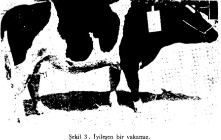 Şekil 3. İyileşen bir yakamız. Recawered Caw.