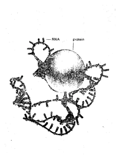 Şekil i. Ribozamlar protein sentezini idare eden merkezlerdir. Genetik bilgi çift sar- sar-mal şeklinde linear nukleotidlerden oluşan DNA da şifrelenmiştir (solda)