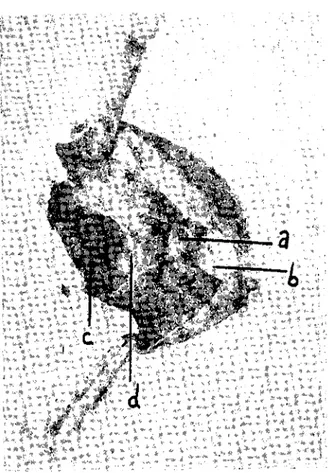 Fig: 1- The inside of a chinchilla's stomach