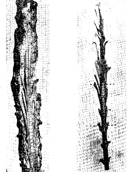 Fig. 5. Intıımcsceııtia lıımbalis and fila terminalia of the spinal cord in ,itlı. Şekil: G