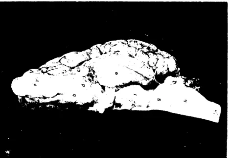Fig. 2. Ventral aspeet of the encephalon in the ouffalo.