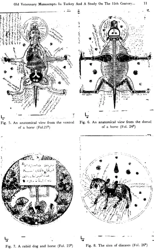 Fig. 6. An anatomieal view from the dorsal of a horse (FaL. 24') ________________ ._ _ --ı&#34; &#34;,••~&#34;/.//./ •.L~i.l_ L ..