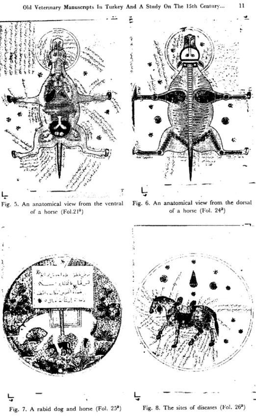 Fig. 6. An anatomieal view from the dorsal of a horse (FaL. 24') ________________ ._ _ --ı" ",••~"/.//./ •.L~i.l_ L ..